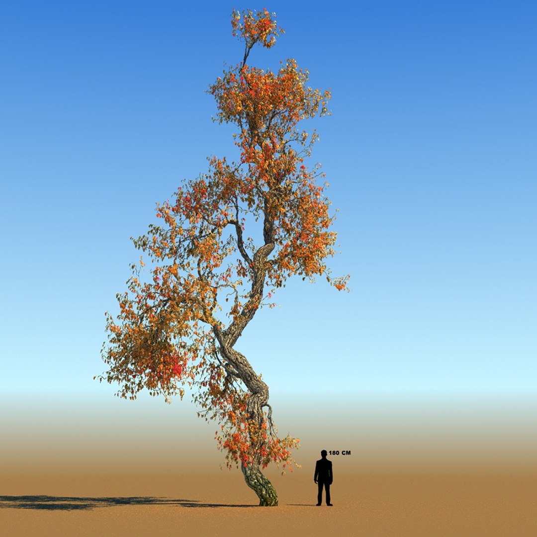 Max Broadleaf Leaf Tree
