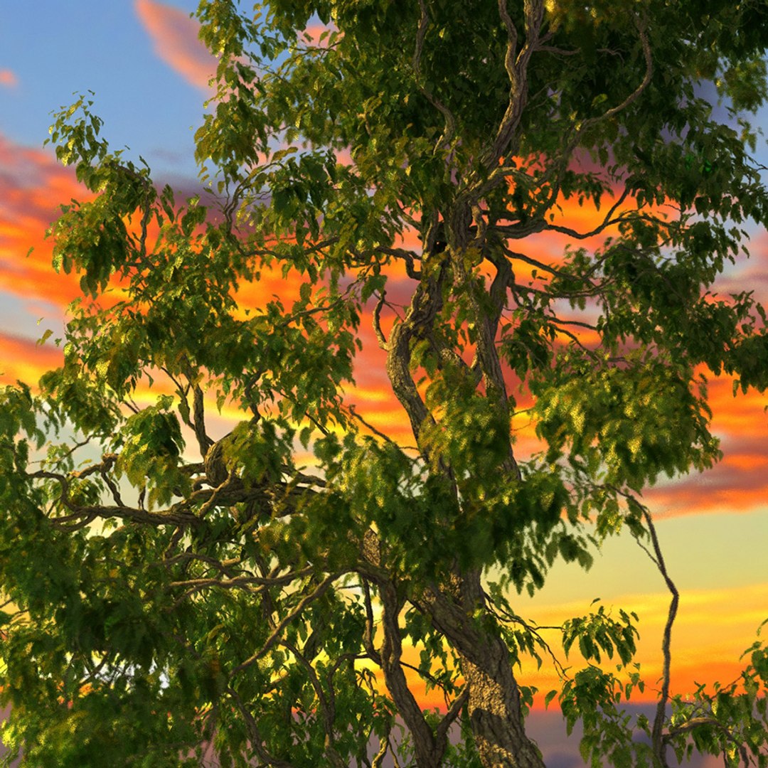 Max Broadleaf Leaf Tree