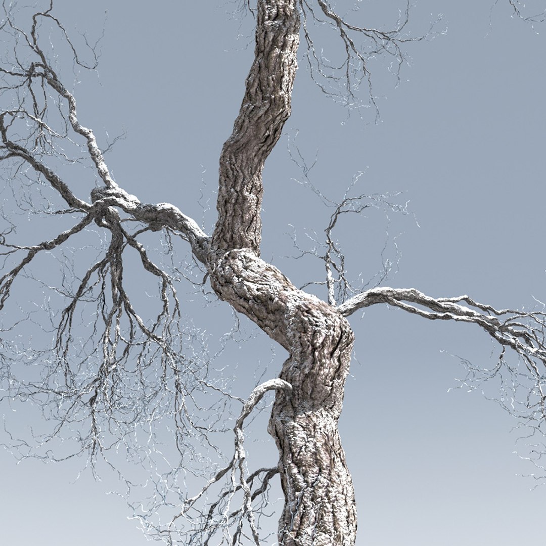 Max Broadleaf Leaf Tree