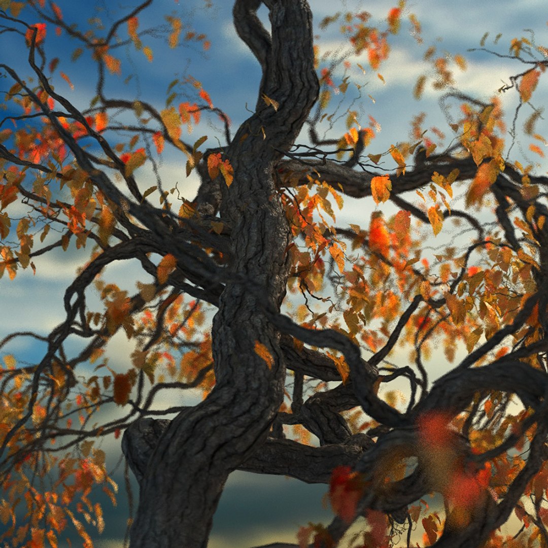 Max Broadleaf Leaf Tree