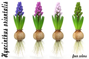 3d model hyacinthus orientali plant