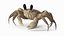 Tropical Ghost Crab Moving Pose Pink Beige Fur