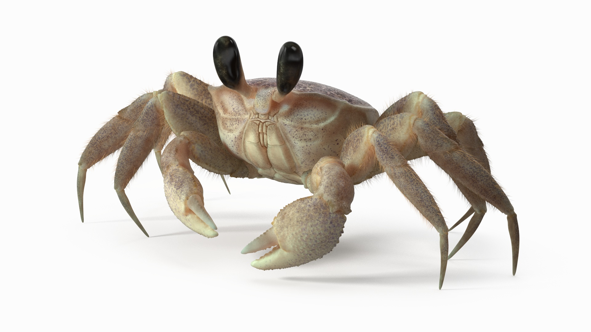 Tropical Ghost Crab Moving Pose Pink Beige Fur 3D https://p.turbosquid.com/ts-thumb/RE/SeKDT5/bF/tropical_ghost_crab_moving_pose_pink_beige_fur_360/jpg/1749603634/1920x1080/turn_fit_q99/71242268991d14d7f83773a821b58153a808867f/tropical_ghost_crab_moving_pose_pink_beige_fur_360-1.jpg