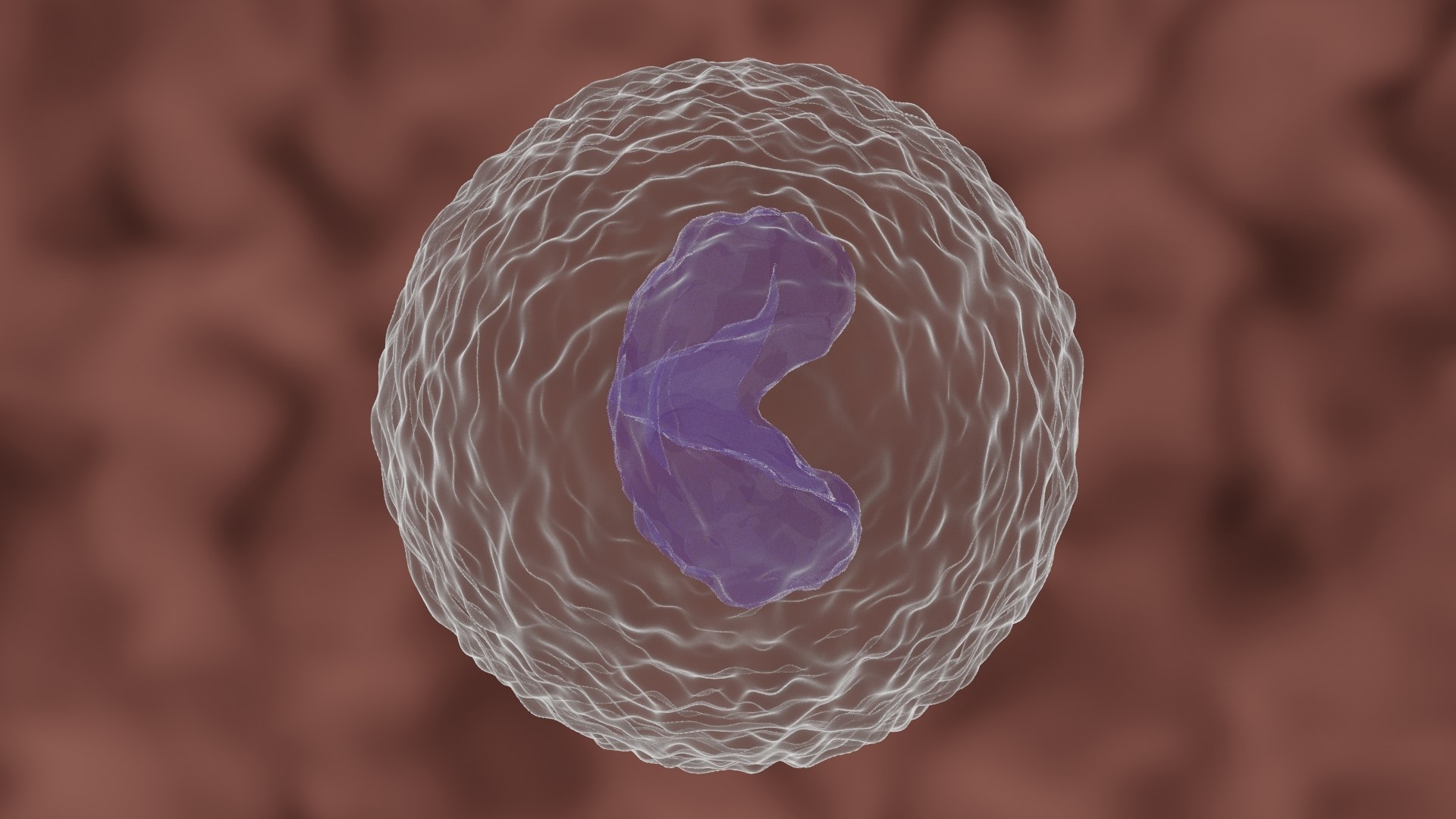 Monocyte Cell 3D - TurboSquid 1707774