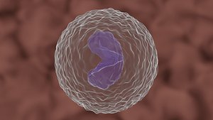 monocyte cell 3D