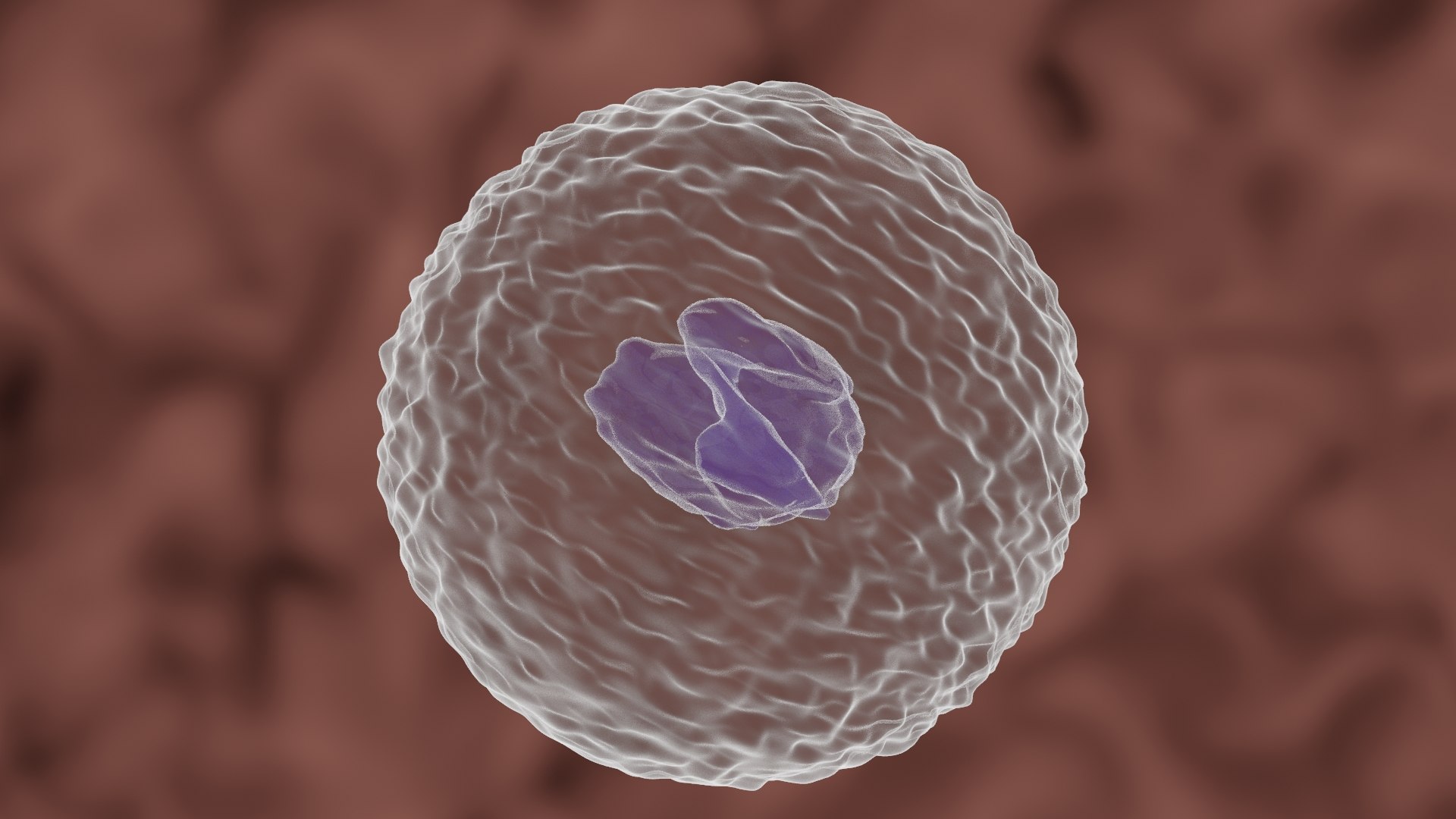 Monocyte Cell 3D - TurboSquid 1707774