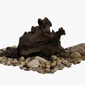 Dead Trunk 3D Scan 01