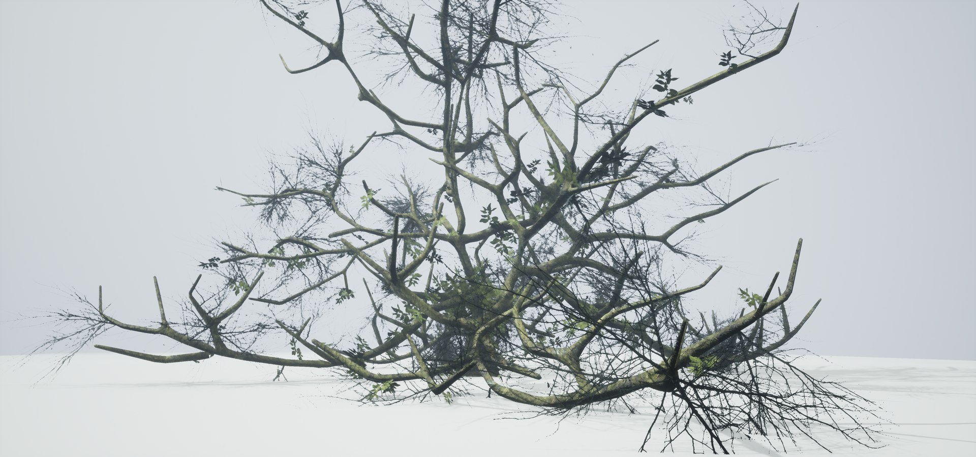 free leaves trunk 3d model https://p.turbosquid.com/ts-thumb/RE/XJHcoh/0vvQ01Zy/highresscreenshot00051/png/1518307729/1920x1080/fit_q87/d467f683f257cf8b05f89463794af3a7c935421a/highresscreenshot00051.jpg