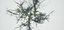 Albero muore vecchio