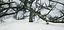 Albero muore vecchio