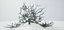 Albero muore vecchio