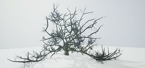 Tree Die Old
