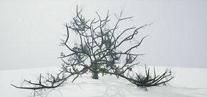 Tree Die Old