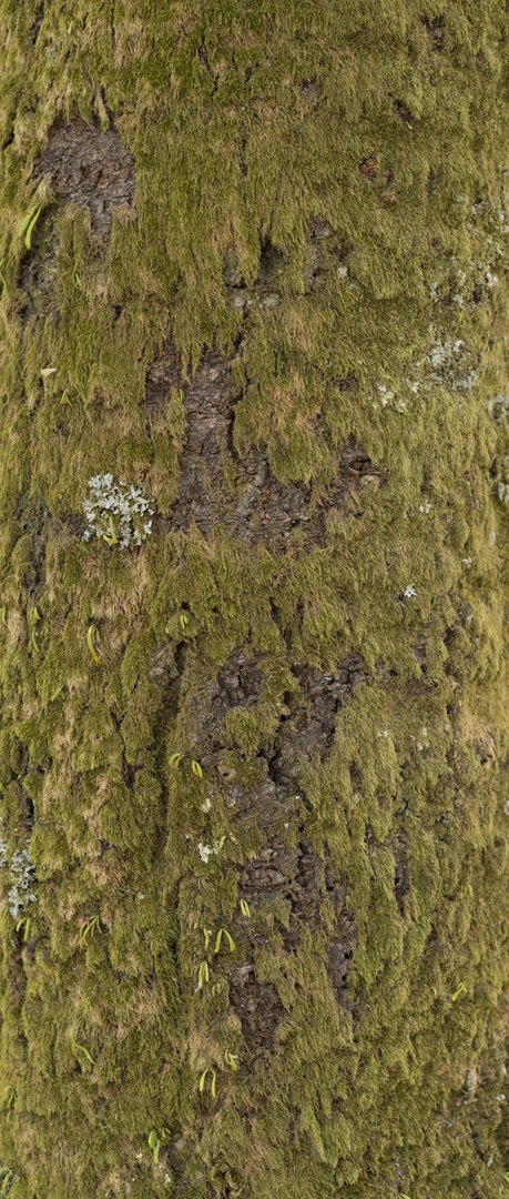 free leaves trunk 3d model https://p.turbosquid.com/ts-thumb/RE/XJHcoh/UiHfkurF/trunkdiffuse/jpg/1465559156/1920x1080/fit_q87/8ffcfcac0e29e6b79c51ed3a3f2aff3b98caf7ad/trunkdiffuse.jpg