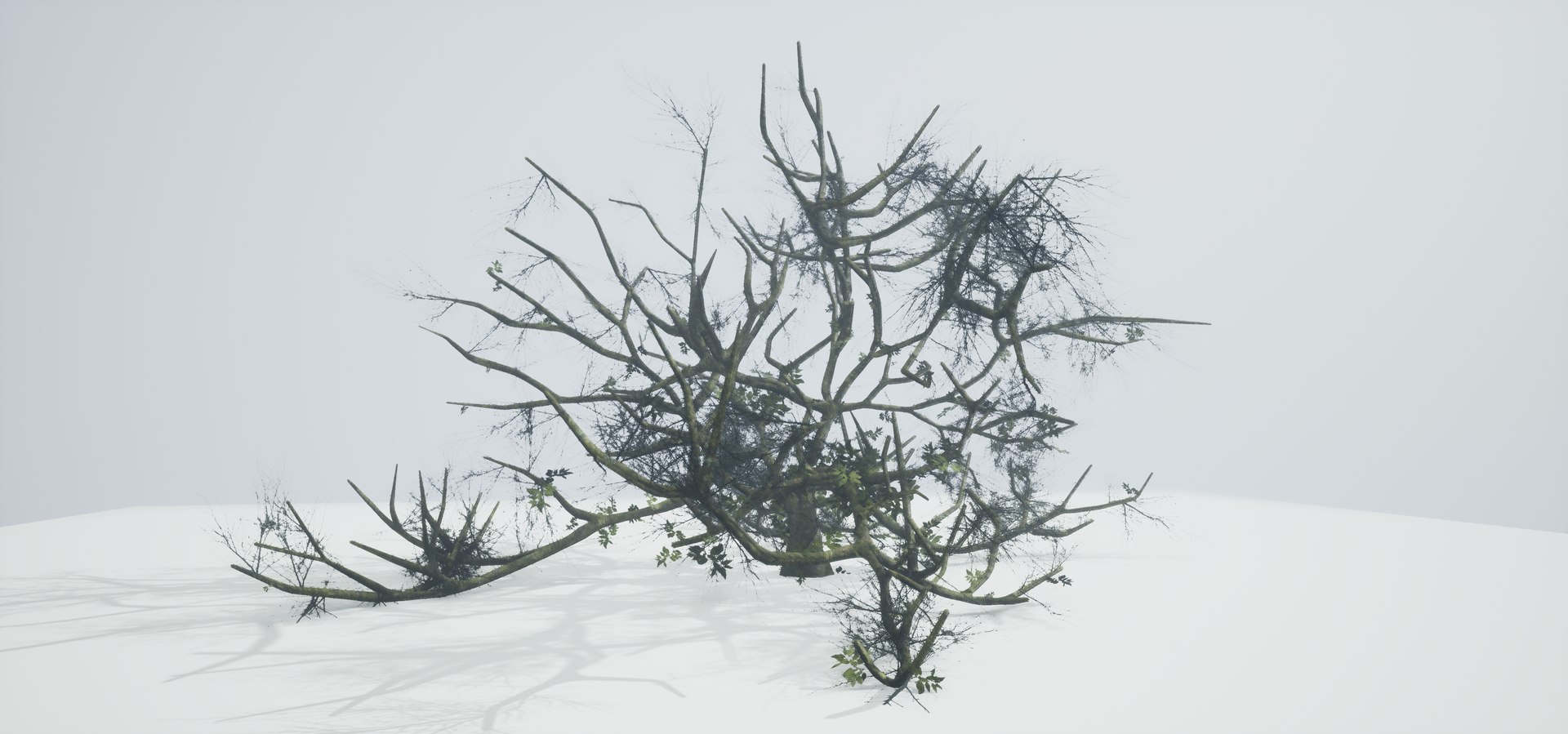 free leaves trunk 3d model https://p.turbosquid.com/ts-thumb/RE/XJHcoh/YC9u1x3j/highresscreenshot00038/png/1518307728/1920x1080/fit_q87/262cc03c928714260532e2f5acb8786ea30862e9/highresscreenshot00038.jpg