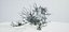 Albero muore vecchio