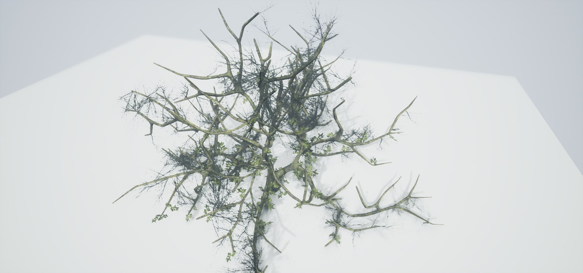 free leaves trunk 3d model https://p.turbosquid.com/ts-thumb/RE/XJHcoh/bdMWUEEc/highresscreenshot00043/png/1518307729/1920x1080/fit_q87/ce19606ca21f5fc0901c528ae6ce766f44a5a3b6/highresscreenshot00043.jpg