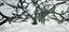 Albero muore vecchio