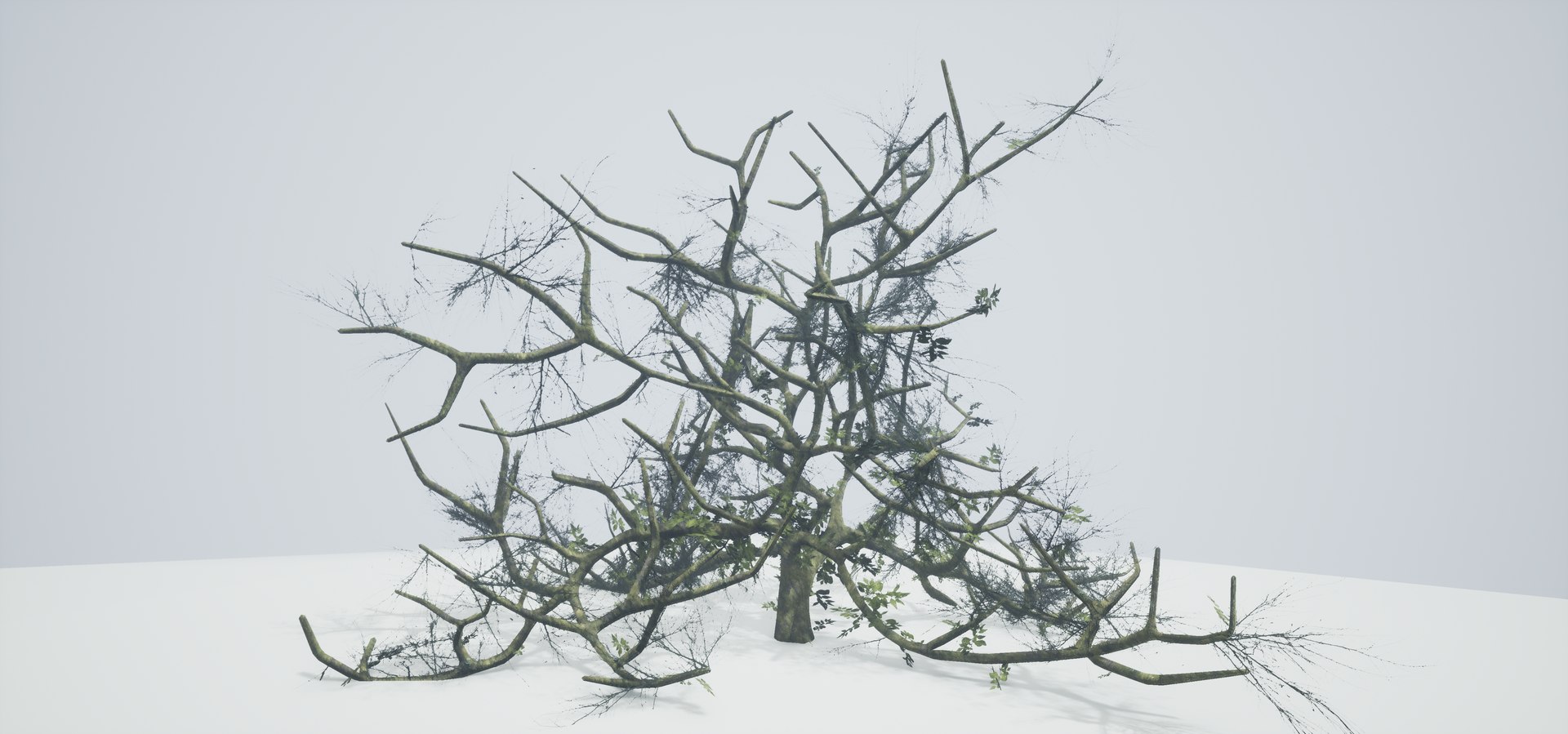 free leaves trunk 3d model https://p.turbosquid.com/ts-thumb/RE/XJHcoh/gRadE2gn/highresscreenshot00039/png/1518307728/1920x1080/fit_q87/1d3de5a0fbf2232ad9461c24f2f40533d2f0e2c3/highresscreenshot00039.jpg