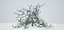 Albero muore vecchio
