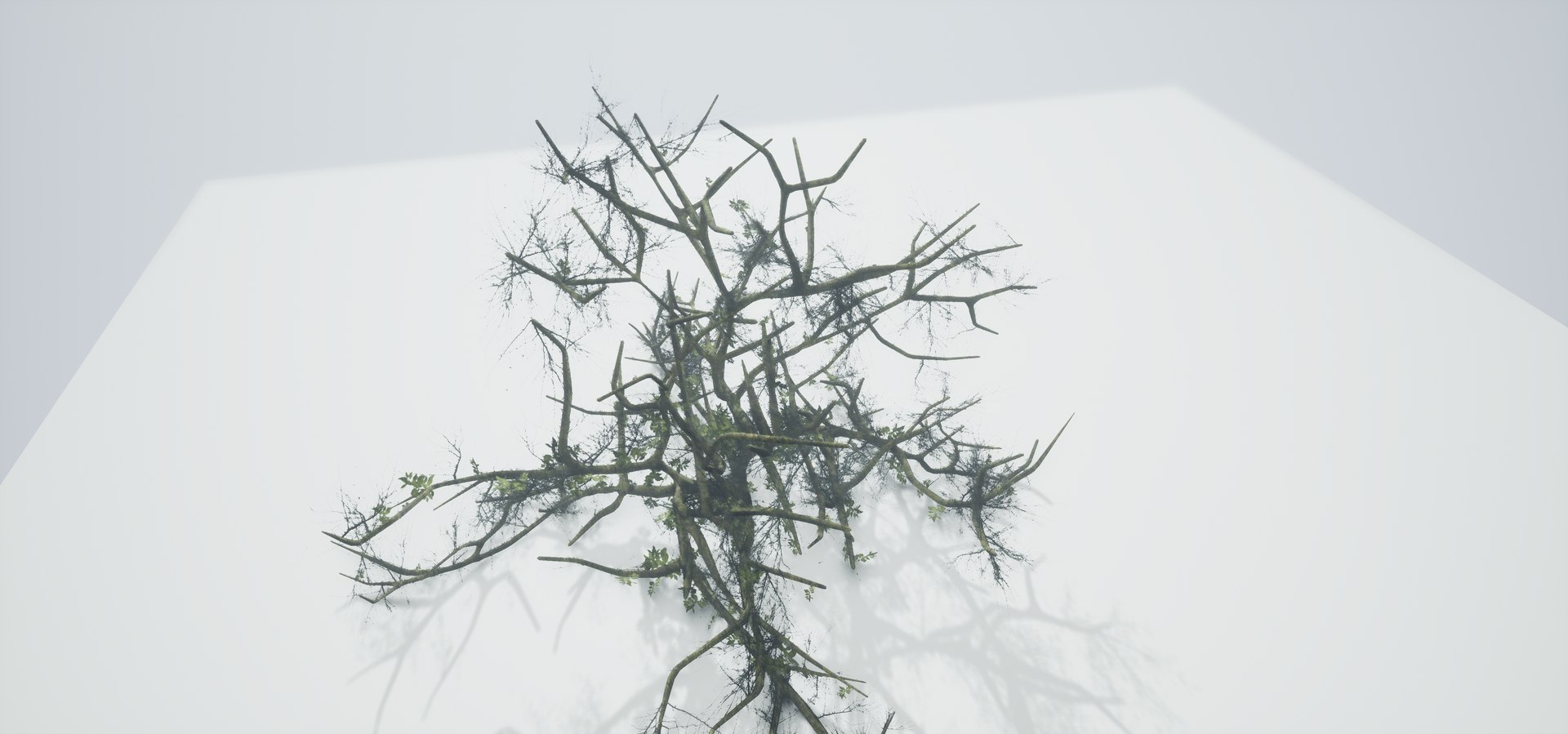 free leaves trunk 3d model https://p.turbosquid.com/ts-thumb/RE/XJHcoh/jleMYYZD/highresscreenshot00056/png/1518307729/1920x1080/fit_q87/461609c7dd8d62f2da59124582cf2bbe8062b67f/highresscreenshot00056.jpg