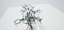 Albero muore vecchio