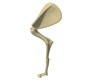 Animal Arm Humerus