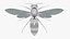 Avispa robot