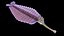 Opabinia Animated