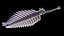 Opabinia Animated