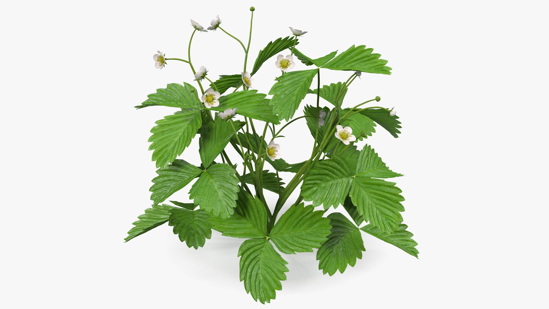 Blooming Strawberry Plant 3D model preview