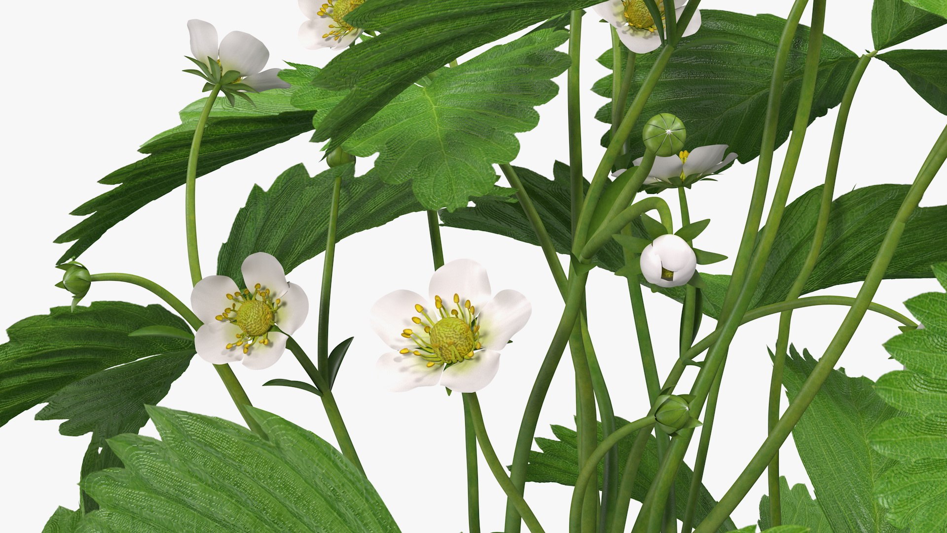 Blooming Strawberry Plant Berry Model - TurboSquid 1623290