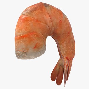 Realistic Shrimp