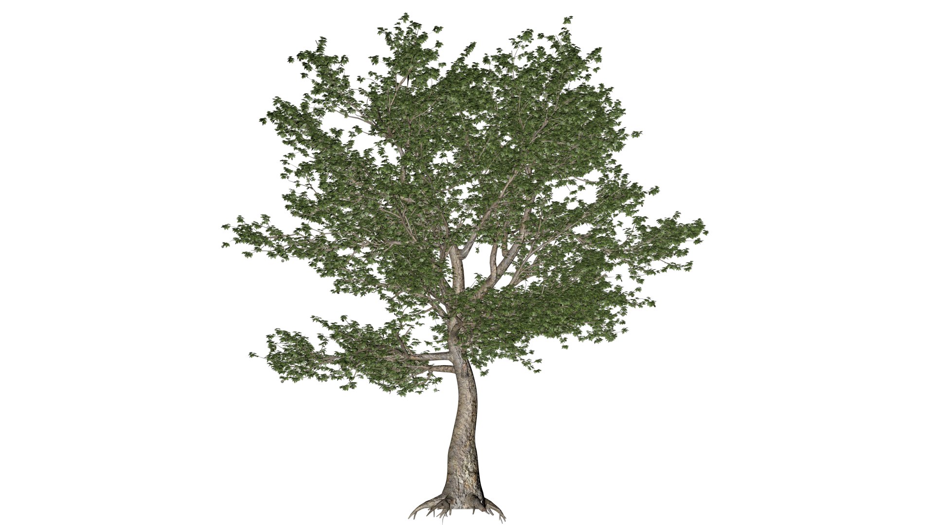 3D American Sycamore Tree - 04 - - TurboSquid 2374312