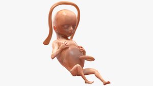 human fetus 16 weeks 3D
