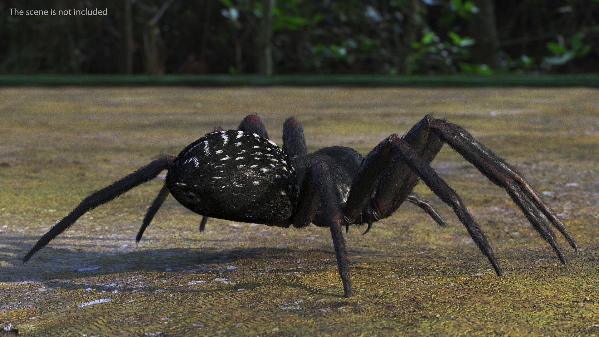 3D Rigged Spiders Collection 3 https://p.turbosquid.com/ts-thumb/RF/PKBe9x/0I/riggedspiderscollection33dsmodel005/jpg/1704402425/1920x1080/fit_q87/1239898984ee992221e014a599e7a1063f01d06d/riggedspiderscollection33dsmodel005.jpg