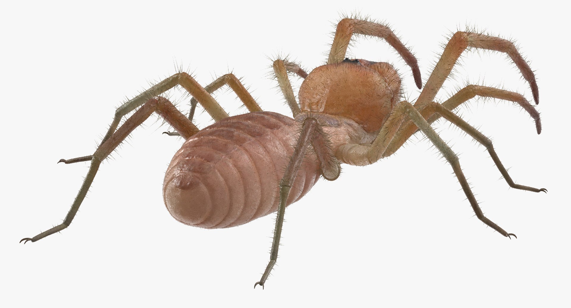 3D Rigged Spiders Collection 3 https://p.turbosquid.com/ts-thumb/RF/PKBe9x/4B/riggedspiderscollection33dsmodel034/jpg/1704402562/1920x1080/fit_q87/005df3f8acf309df2cf2028f076d55401a949b1f/riggedspiderscollection33dsmodel034.jpg