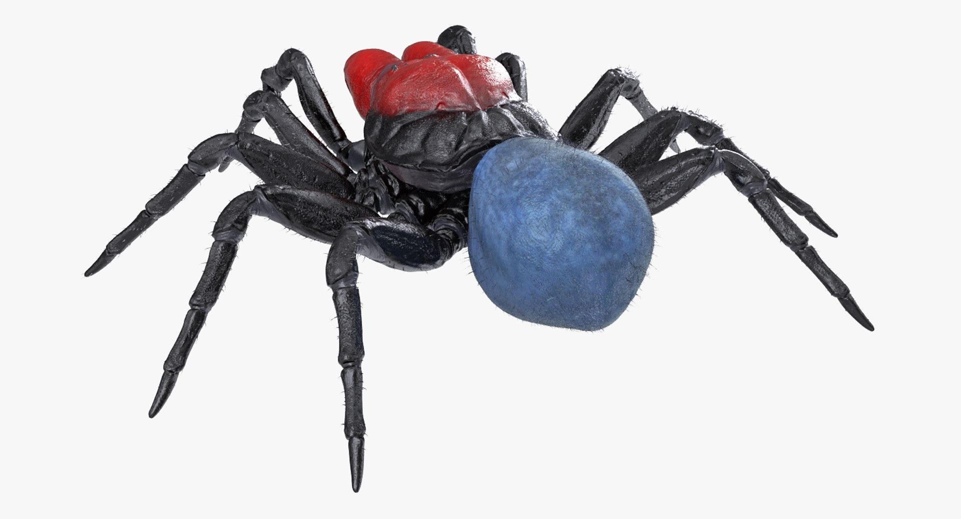 3D Rigged Spiders Collection 3 https://p.turbosquid.com/ts-thumb/RF/PKBe9x/4e/riggedspiderscollection33dsmodel054/jpg/1704402650/1920x1080/fit_q87/1c024ae5c1d3458df79d2e9aee008c2ad41c8290/riggedspiderscollection33dsmodel054.jpg