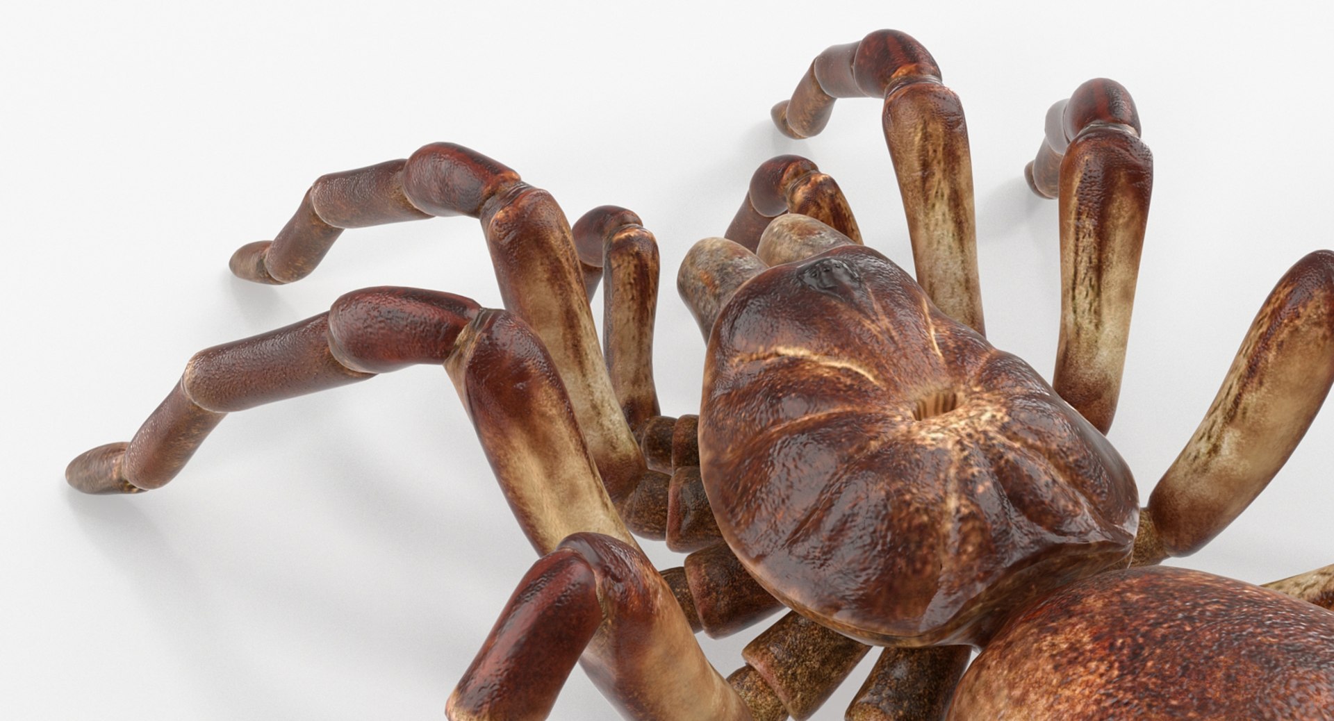 3D Rigged Spiders Collection 3 https://p.turbosquid.com/ts-thumb/RF/PKBe9x/BK/riggedspiderscollection33dsmodel027/jpg/1704402527/1920x1080/fit_q87/22259ce2e33d547d6bcf0fc50d98fc8d0f16cc36/riggedspiderscollection33dsmodel027.jpg