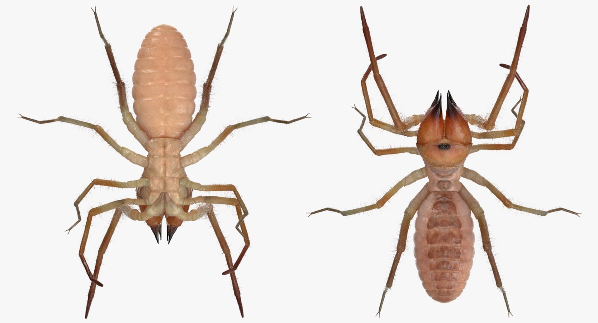 3D Rigged Spiders Collection 3 https://p.turbosquid.com/ts-thumb/RF/PKBe9x/Dg/riggedspiderscollection33dsmodel038/jpg/1704402578/1920x1080/fit_q87/be67c51a03bb39d5614f02e199024088b9a34a88/riggedspiderscollection33dsmodel038.jpg