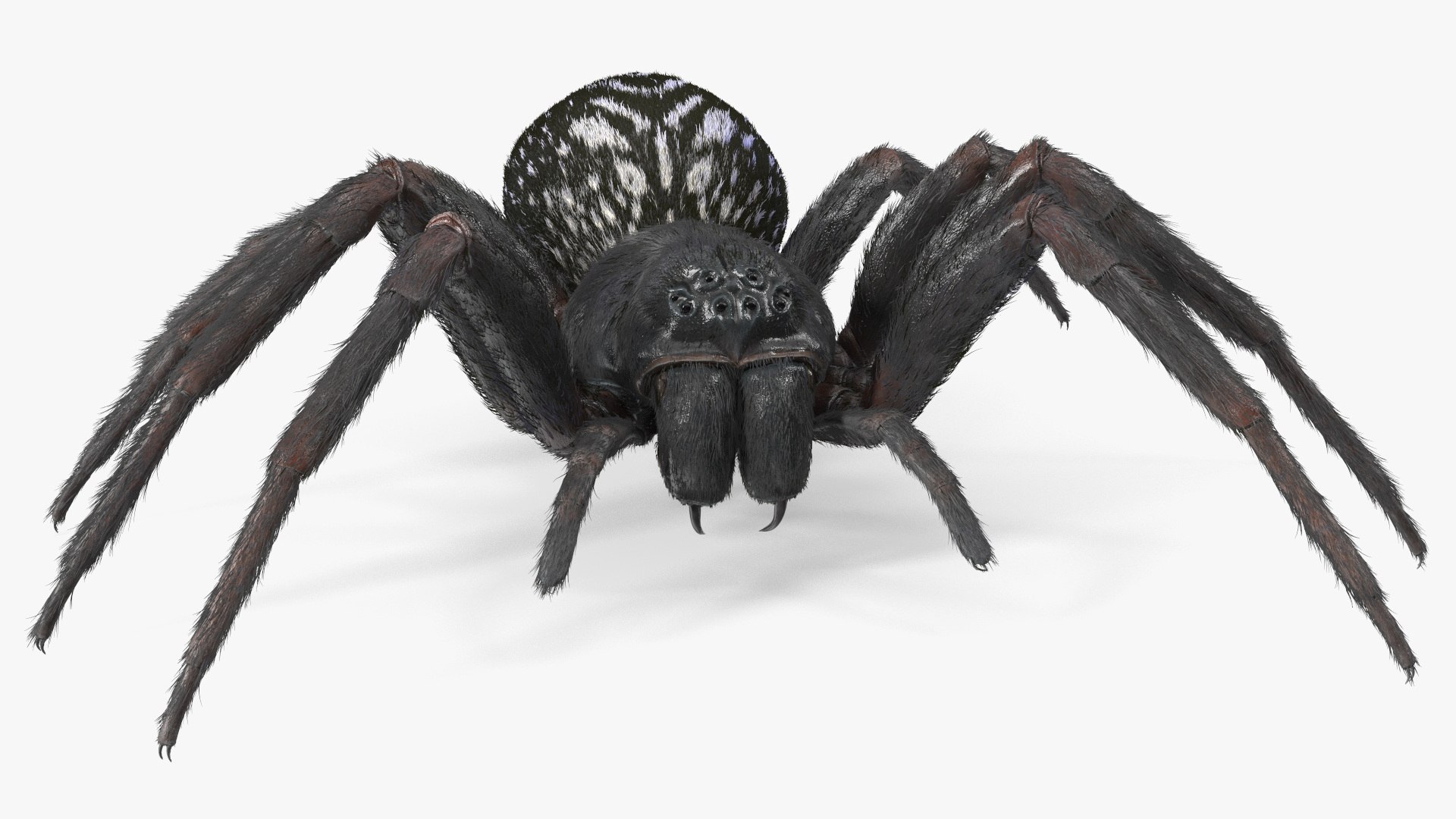 3D Rigged Spiders Collection 3 https://p.turbosquid.com/ts-thumb/RF/PKBe9x/EN/riggedspiderscollection33dsmodel013/jpg/1704402463/1920x1080/fit_q87/77ceb2f830738bd1f5faa118e2ea1a1b8ee260cb/riggedspiderscollection33dsmodel013.jpg