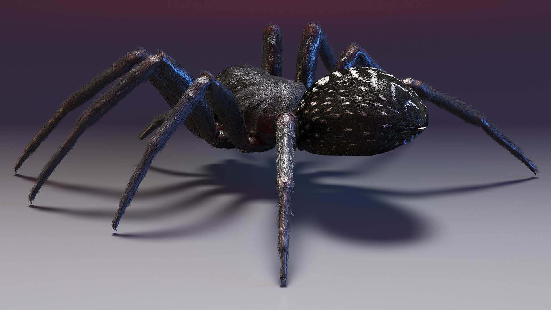 3D Rigged Spiders Collection 3 https://p.turbosquid.com/ts-thumb/RF/PKBe9x/Hc/riggedspiderscollection33dsmodel008/jpg/1704402439/1920x1080/fit_q87/ecf65da49127fcf4ddbaa76baf4b0a23d59653a0/riggedspiderscollection33dsmodel008.jpg