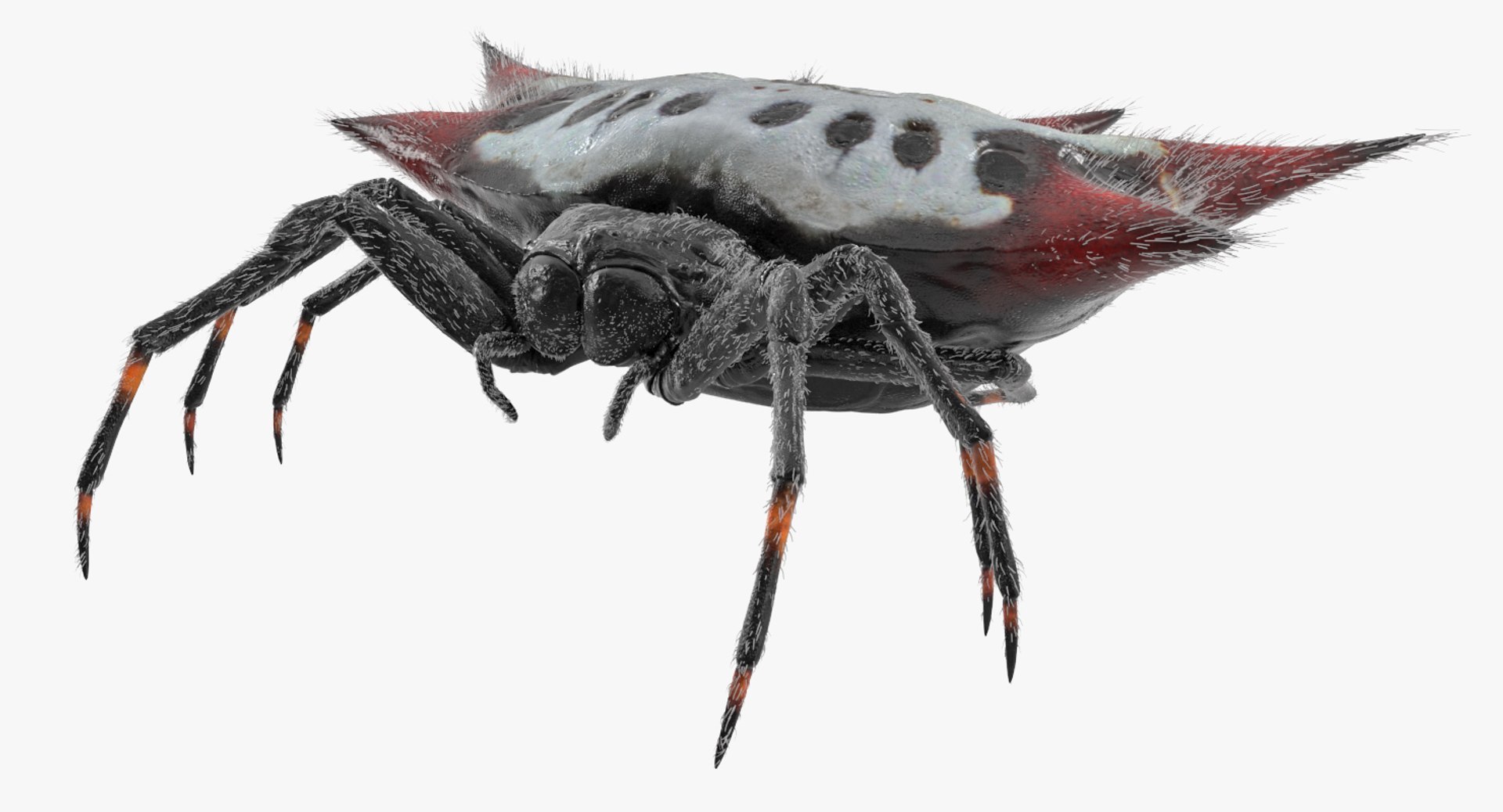 3D Rigged Spiders Collection 3 https://p.turbosquid.com/ts-thumb/RF/PKBe9x/OD/riggedspiderscollection33dsmodel046/jpg/1704402616/1920x1080/fit_q87/c98eb76d6128322525e4eacd7f266a015e6baea2/riggedspiderscollection33dsmodel046.jpg