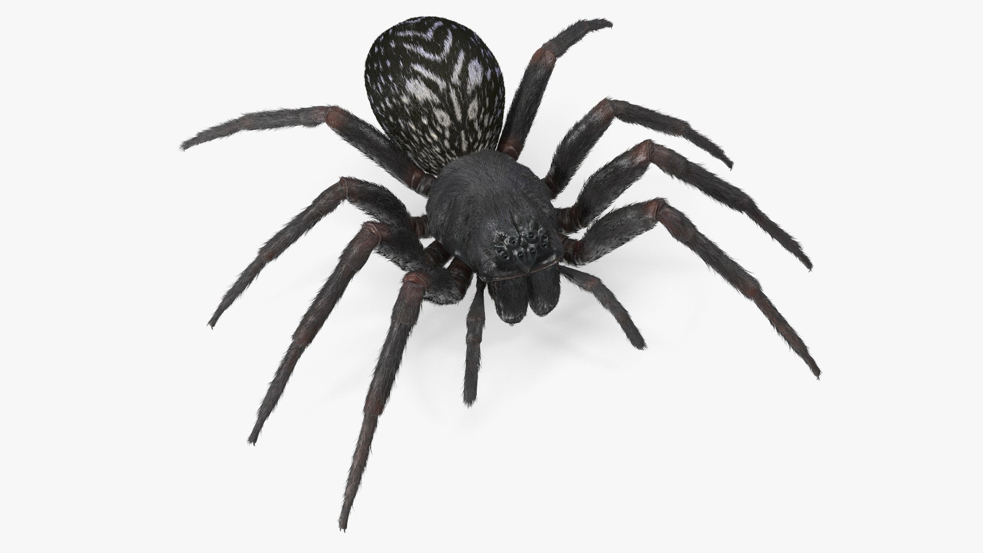 3D Rigged Spiders Collection 3 https://p.turbosquid.com/ts-thumb/RF/PKBe9x/RT/riggedspiderscollection33dsmodel014/jpg/1704402467/1920x1080/fit_q87/8e0389ff3f1254393a2988fcfd89b69b66a940ff/riggedspiderscollection33dsmodel014.jpg