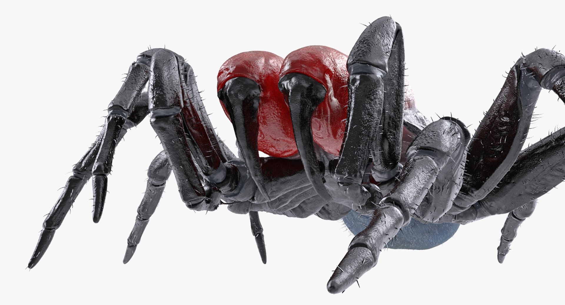 3D Rigged Spiders Collection 3 https://p.turbosquid.com/ts-thumb/RF/PKBe9x/TA/riggedspiderscollection33dsmodel057/jpg/1704402662/1920x1080/fit_q87/b8bc4630ccbb2bee8c53d80d8b71b3258d485565/riggedspiderscollection33dsmodel057.jpg