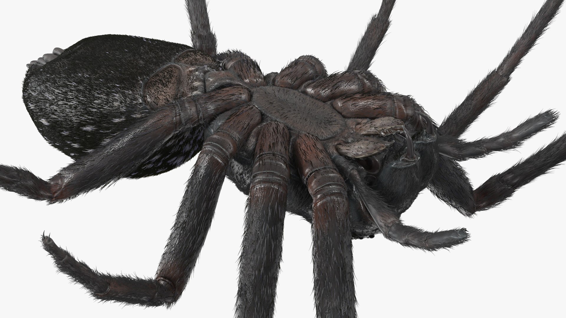 3D Rigged Spiders Collection 3 https://p.turbosquid.com/ts-thumb/RF/PKBe9x/TT/riggedspiderscollection33dsmodel018/jpg/1704402485/1920x1080/fit_q87/ae05547d2a96e3461bce1d0279669936f246165b/riggedspiderscollection33dsmodel018.jpg