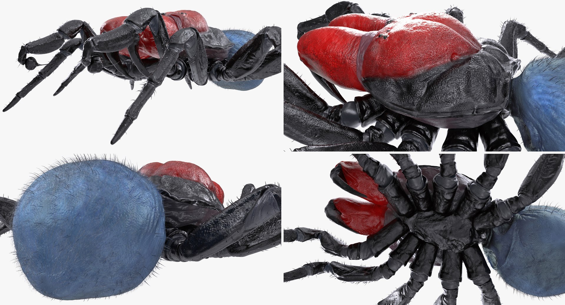 3D Rigged Spiders Collection 3 https://p.turbosquid.com/ts-thumb/RF/PKBe9x/Xa/riggedspiderscollection33dsmodel058/jpg/1704402666/1920x1080/fit_q87/e63a807fdeef133521a03ae3df882166629c325b/riggedspiderscollection33dsmodel058.jpg