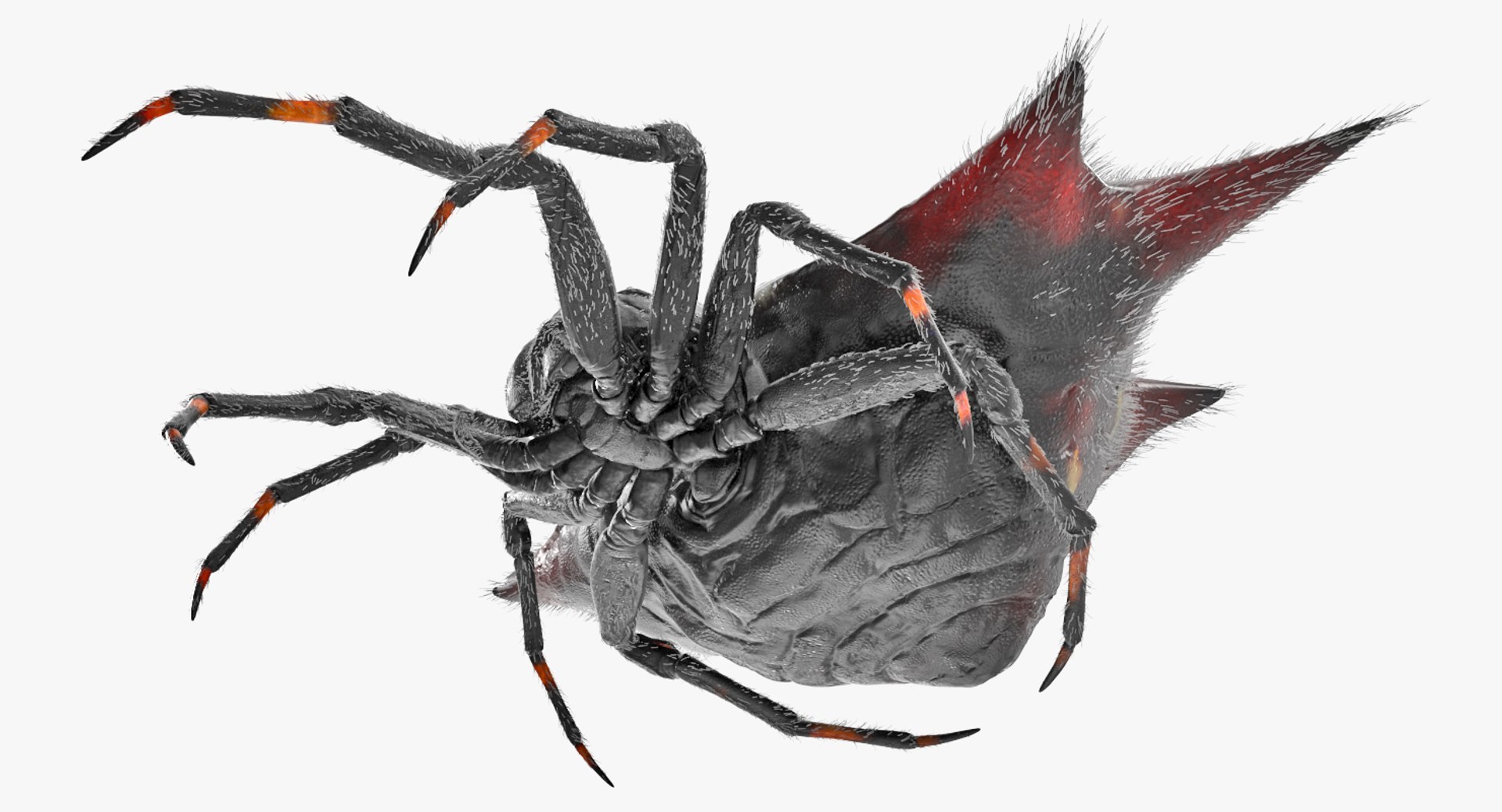 3D Rigged Spiders Collection 3 https://p.turbosquid.com/ts-thumb/RF/PKBe9x/ZO/riggedspiderscollection33dsmodel052/jpg/1704402641/1920x1080/fit_q87/7201ae22fed300895dc37ee608551897acf5d9bf/riggedspiderscollection33dsmodel052.jpg
