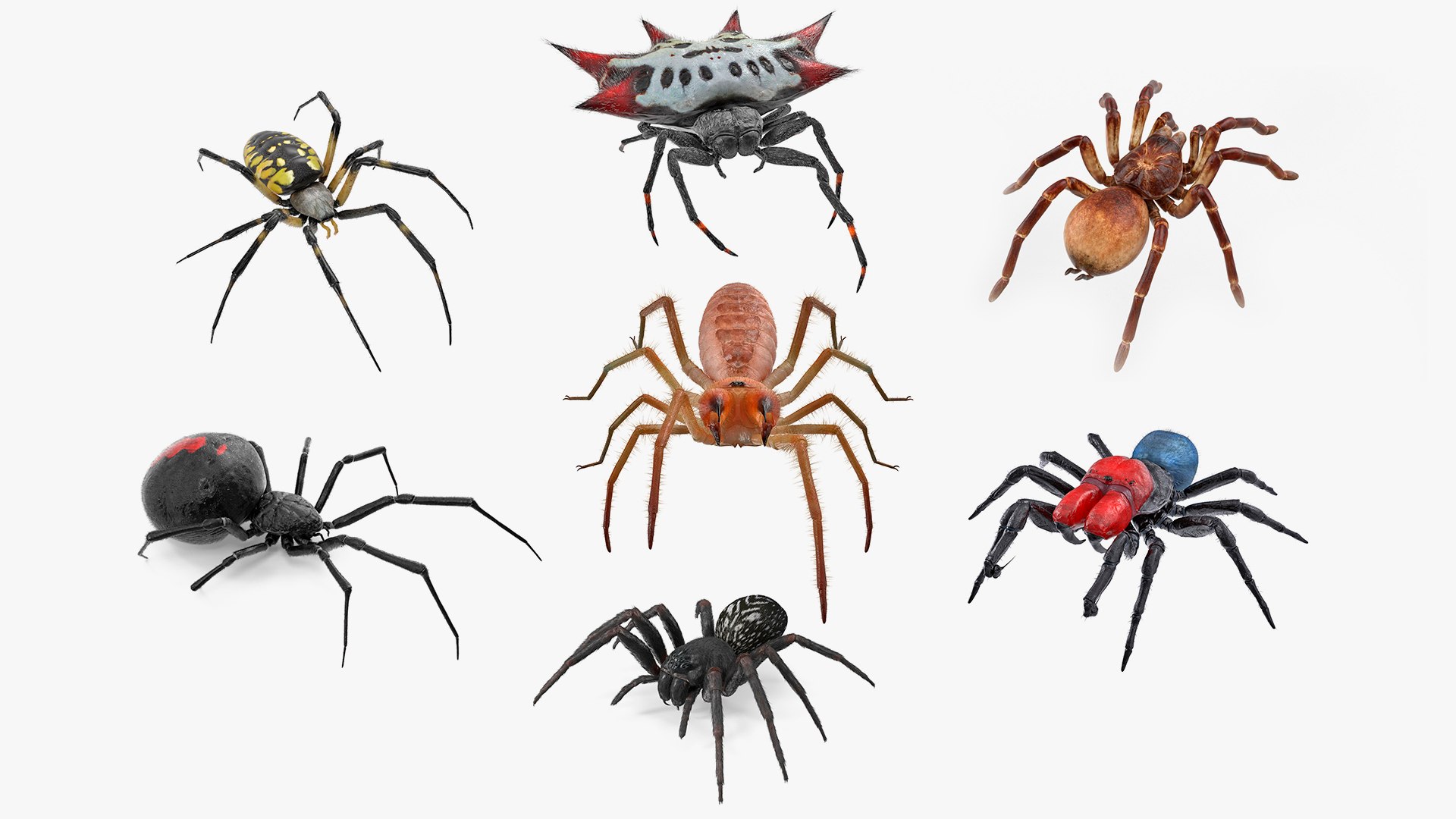 3D Rigged Spiders Collection 3 https://p.turbosquid.com/ts-thumb/RF/PKBe9x/bt/riggedspiderscollection33dsmodel001/jpg/1704400990/1920x1080/fit_q87/f19c64e4d04926b22e0b374a389ccb154c8081df/riggedspiderscollection33dsmodel001.jpg