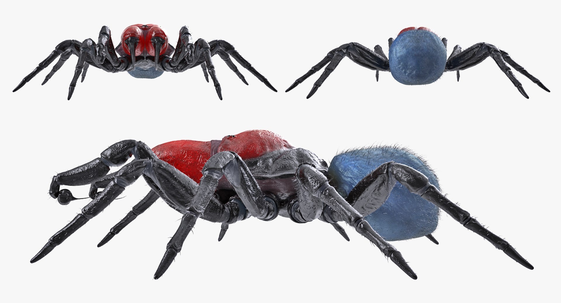 3D Rigged Spiders Collection 3 https://p.turbosquid.com/ts-thumb/RF/PKBe9x/eC/riggedspiderscollection33dsmodel055/jpg/1704402655/1920x1080/fit_q87/645e64b9b88e42cc465e3e3b2e13924461f32914/riggedspiderscollection33dsmodel055.jpg